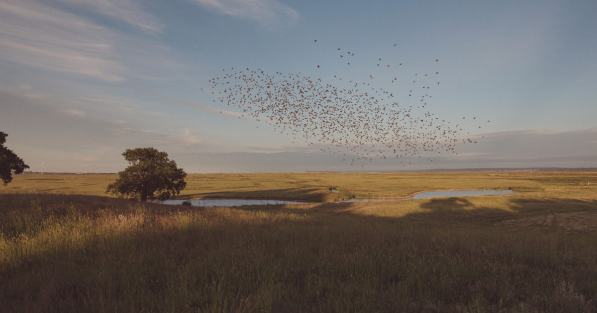 Elmley-Nature-Reserve-Sunset-28th-June-2015-35 Elmley-Nature-Reserve-Sunset-28th-June-2015-35